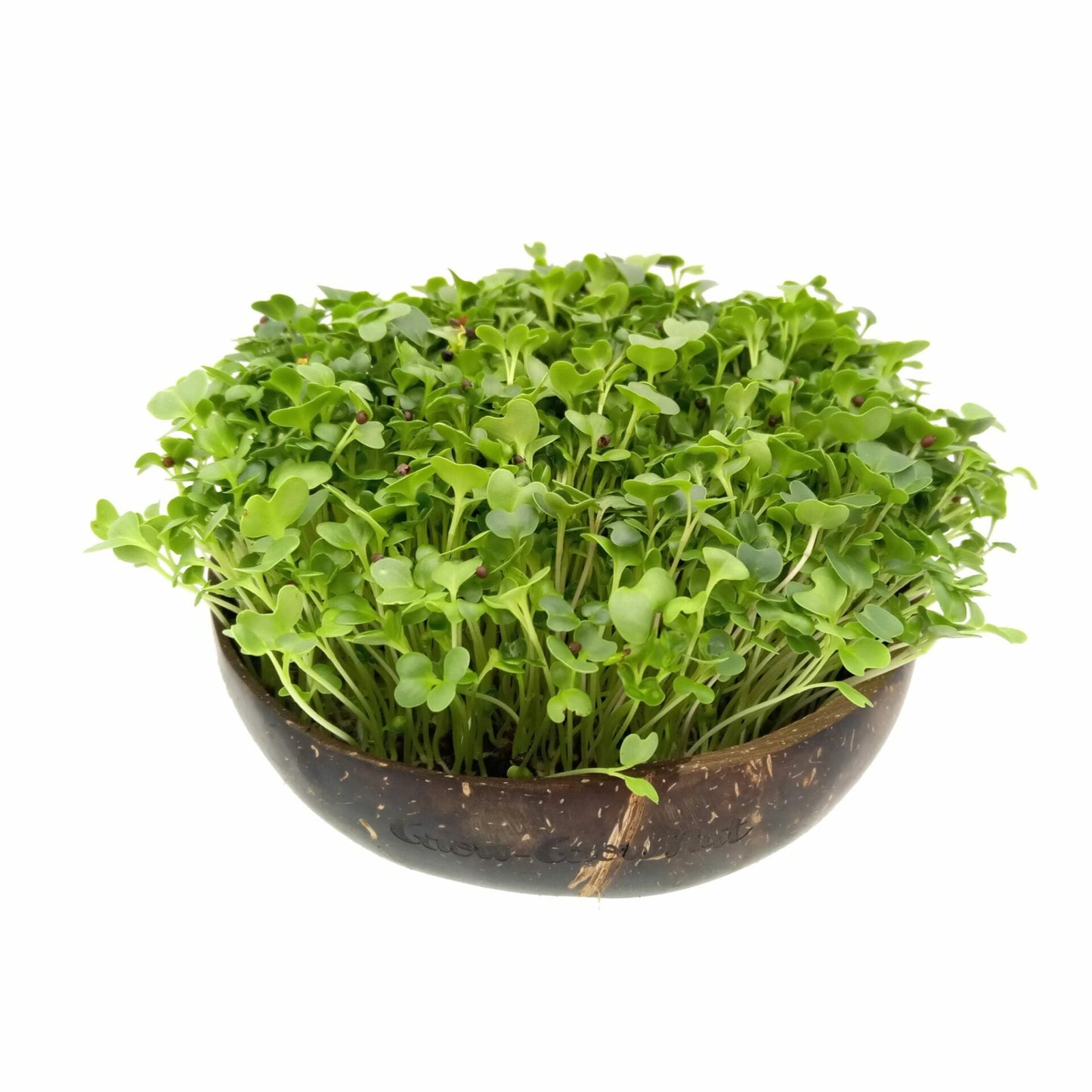 Microgreen-Samen Red Hot Greens