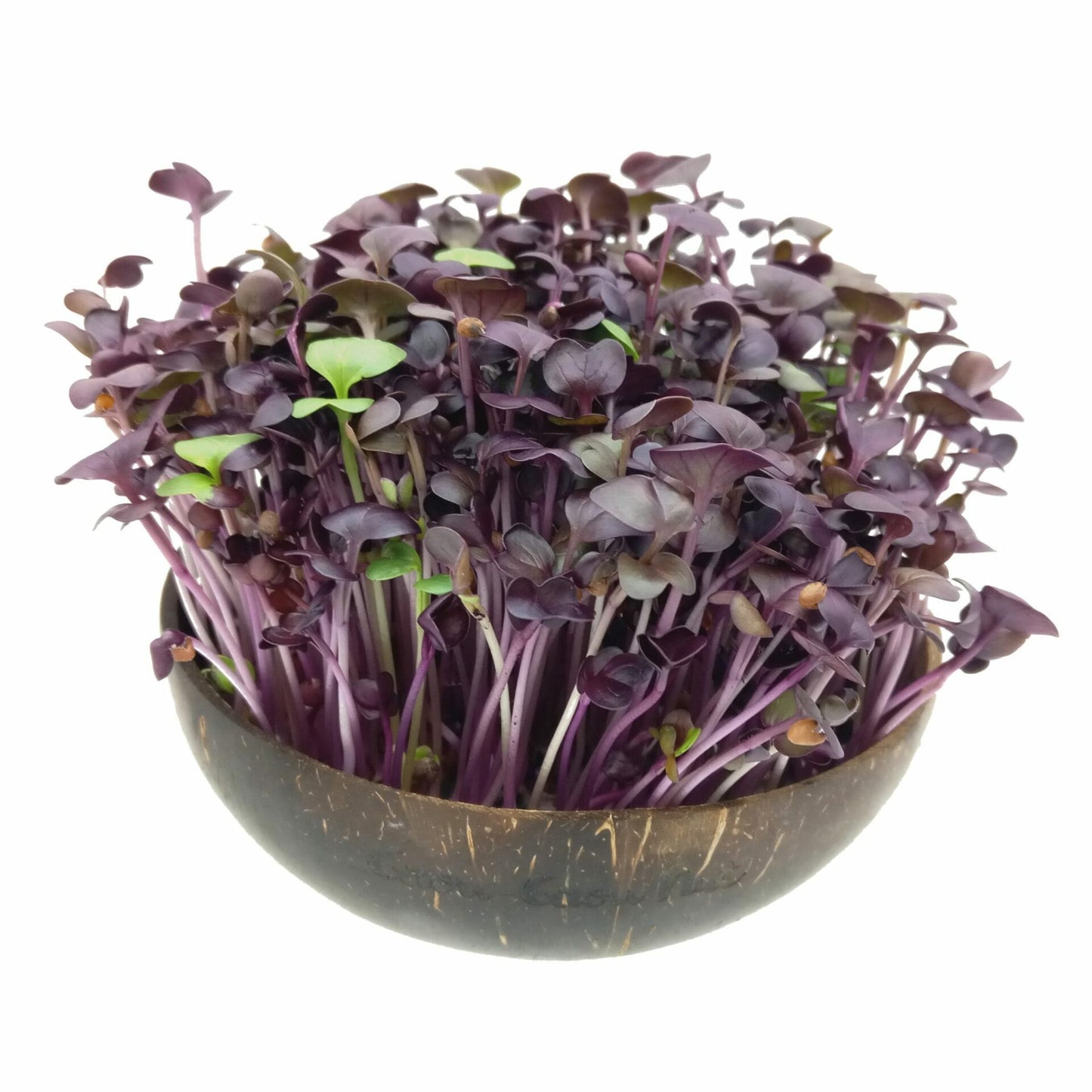 Microgreen-Samen Red Hot Greens