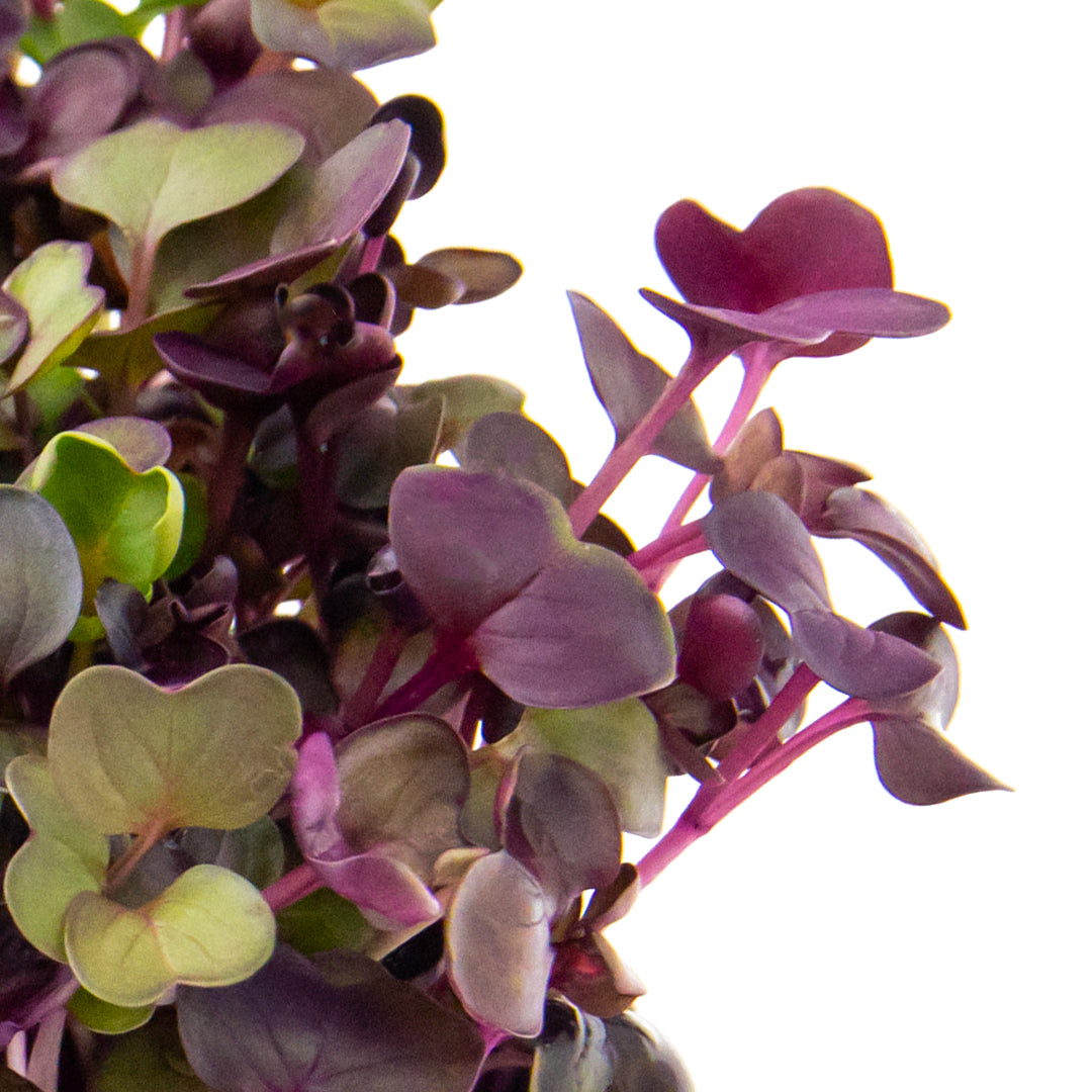 Detailufnahme von roten Radieschen-Microgreens