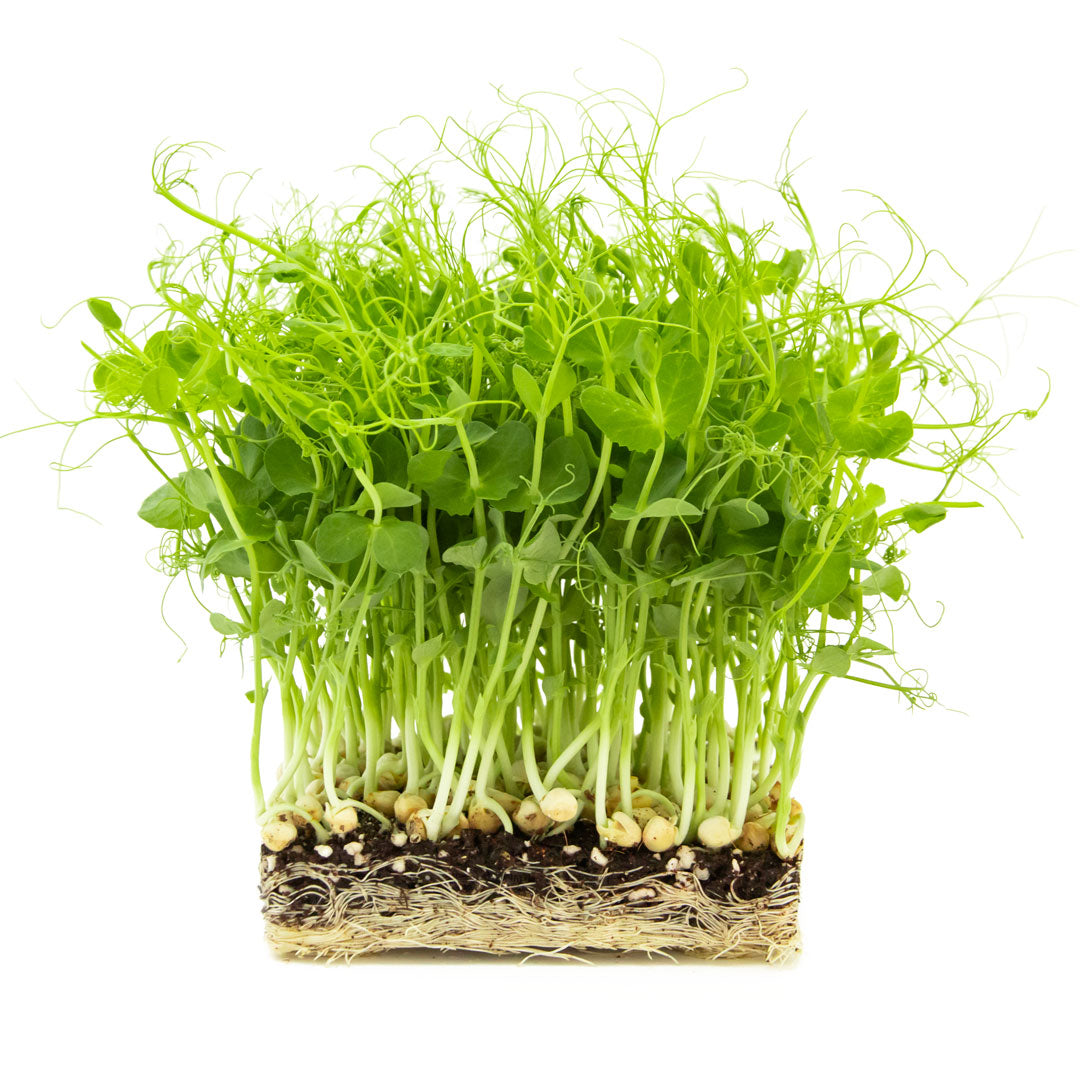 Erbsen Microgreens in Erde angezogen