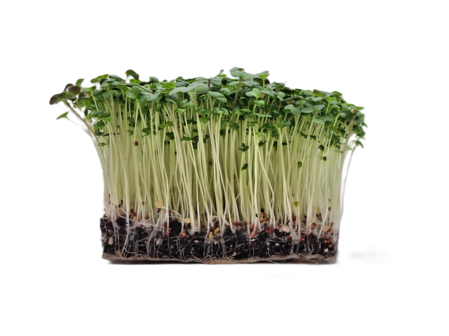 Bio Scharfer Mix