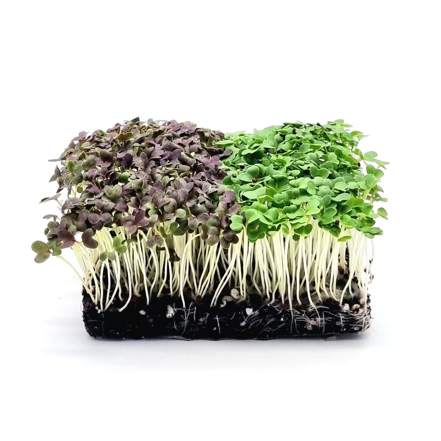 Microgreens Pakchoi und Mizuna