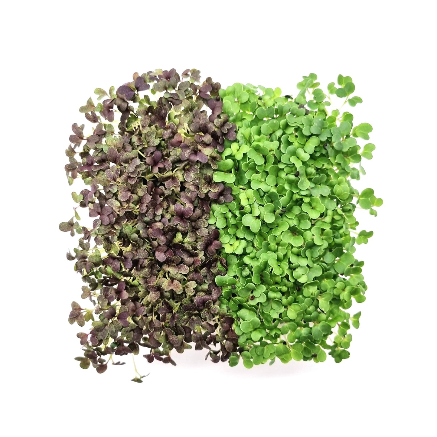 Microgreens Pakchoi und Mizuna