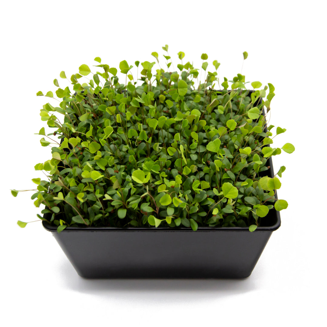 Alfalfa Microgreens in einer schwarzen Schale