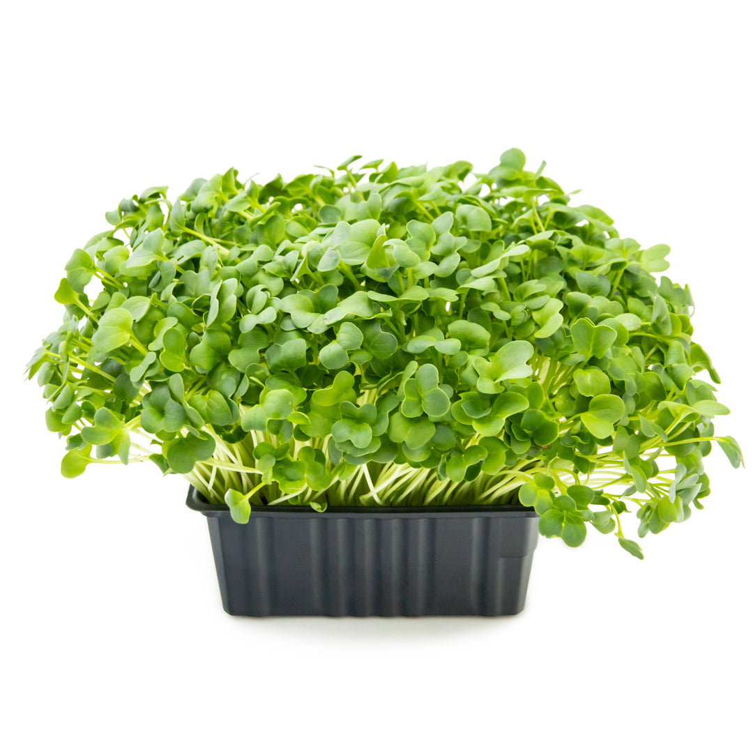 Grüne Daikon Rettich Micorgreens in einer schwarzen Schale
