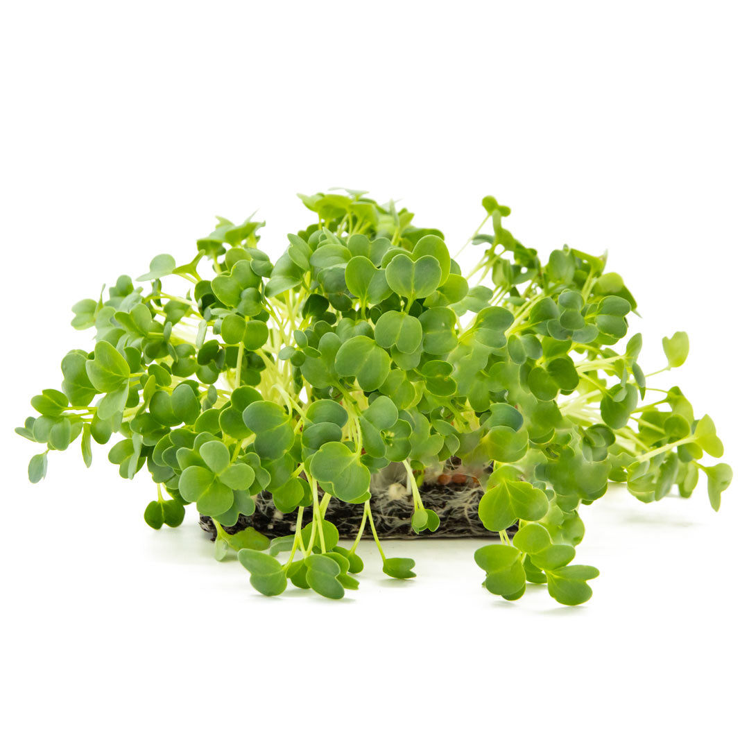 Grüne Daikon Rettich Micorgreens in Erde