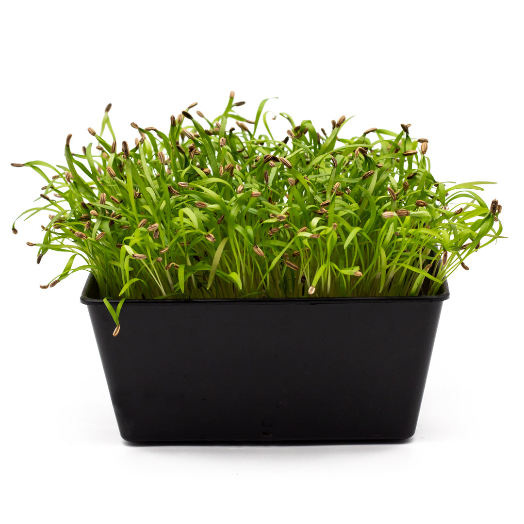 Fenchel-Microgreens in Schale