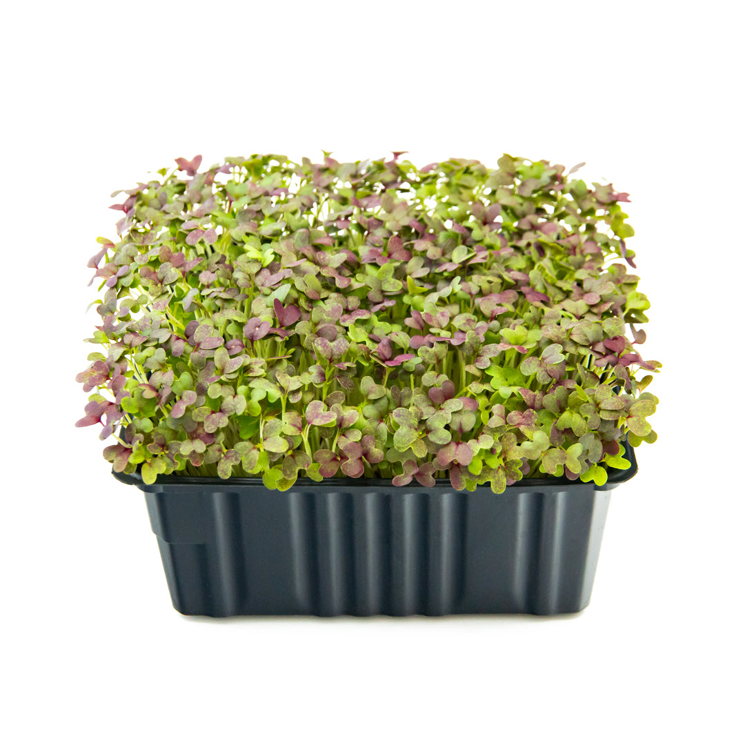 Senf-Microgreens Mizuna in Schale