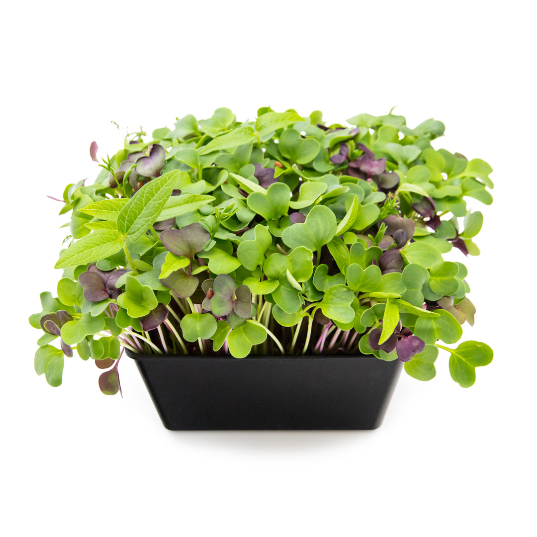 Microgreens "Salat-Mix"