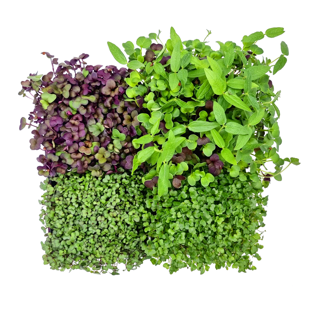 4 verschiedene Microgreen-Sorten