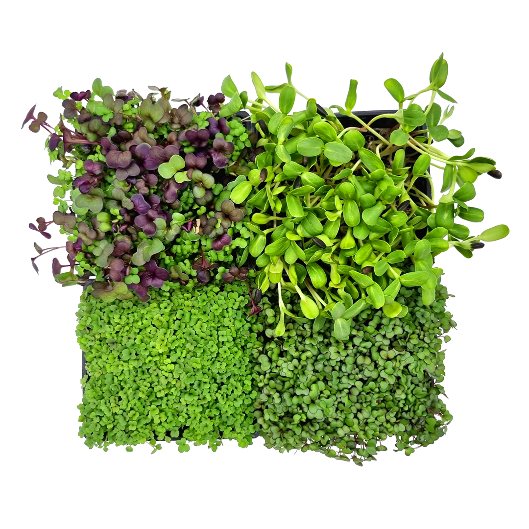 4 verschiedene Microgreen-Sorten