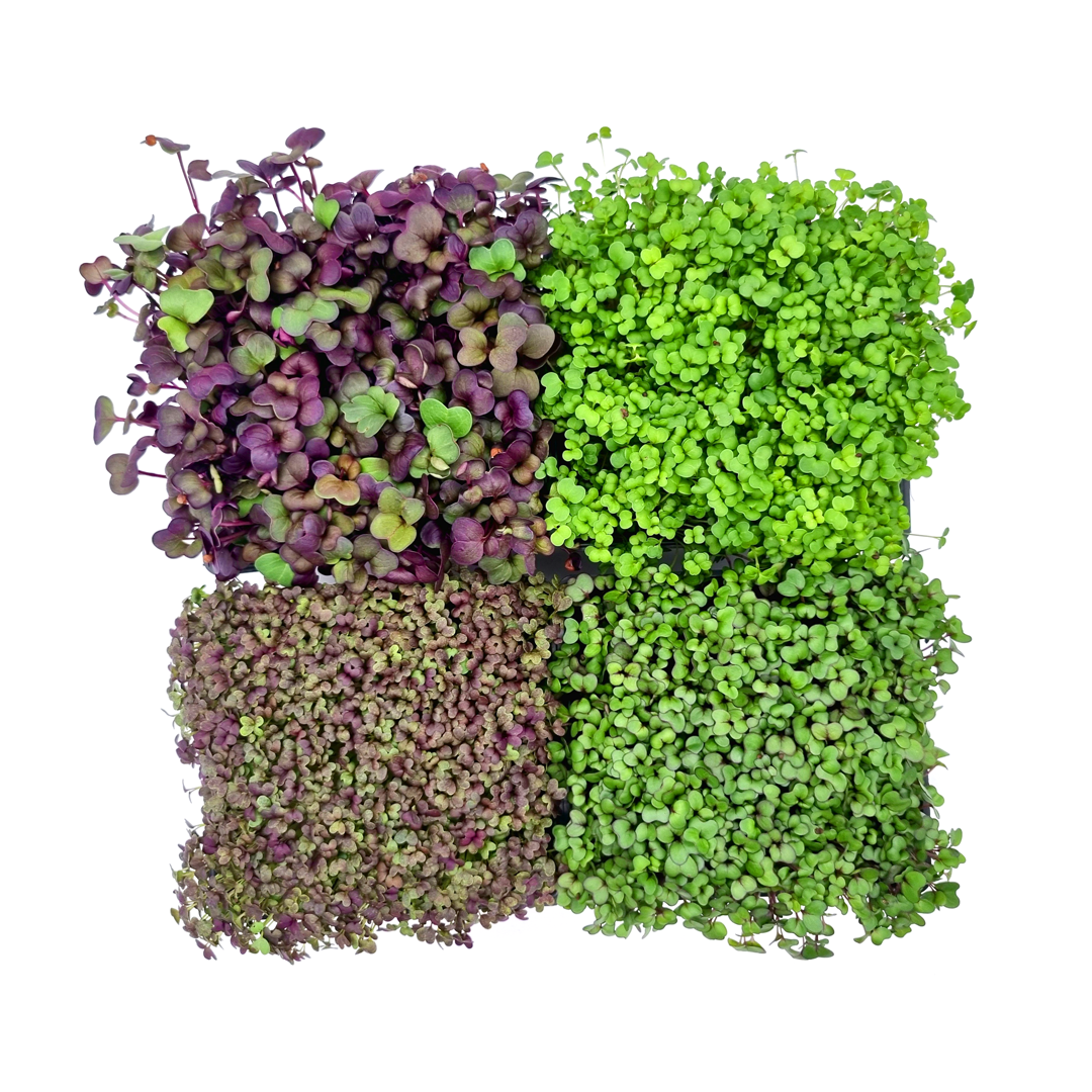 4 verschiedene Microgreens