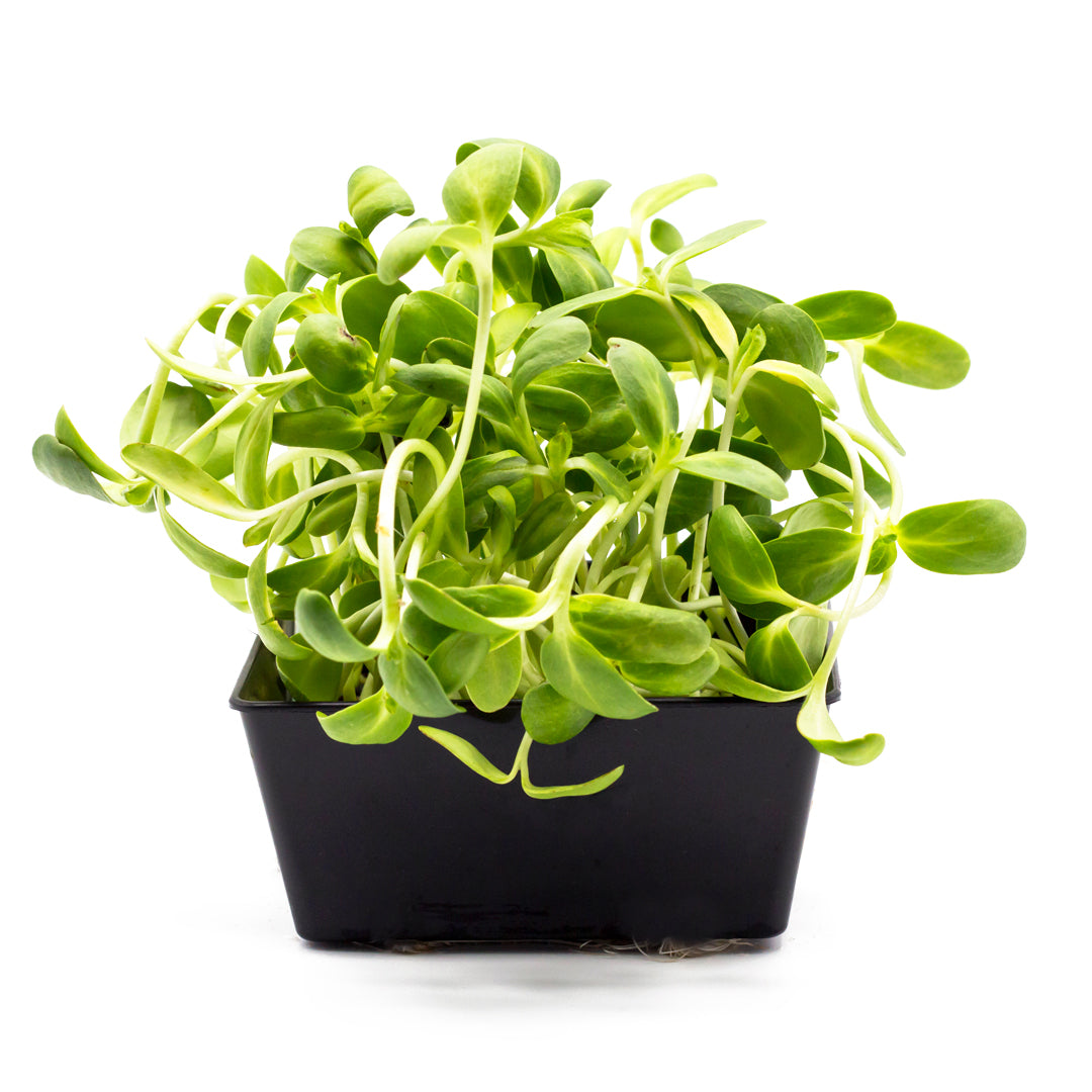 Microgreens Sonnenblume in Schale