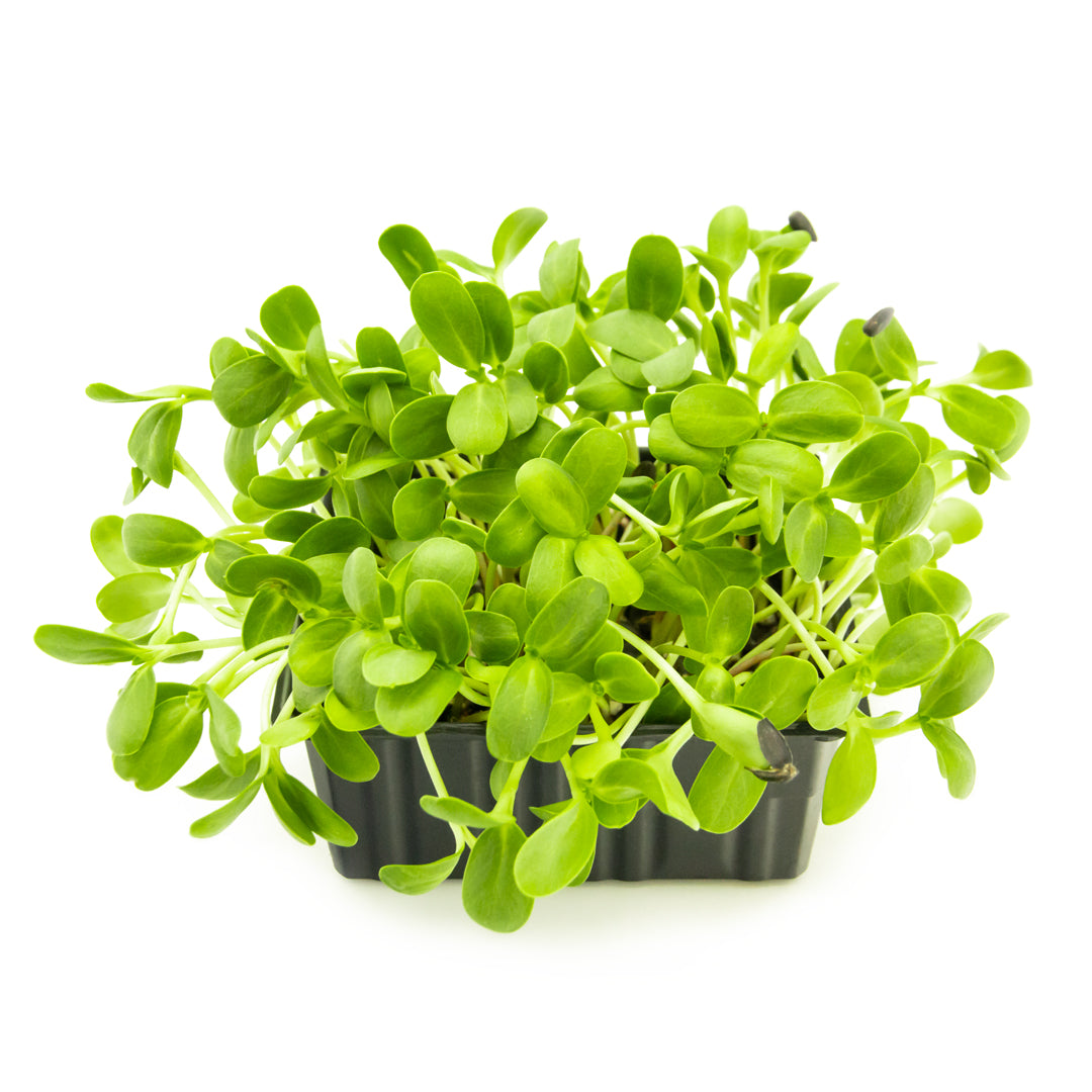 Sonnenblumen-Microgreens in Schale