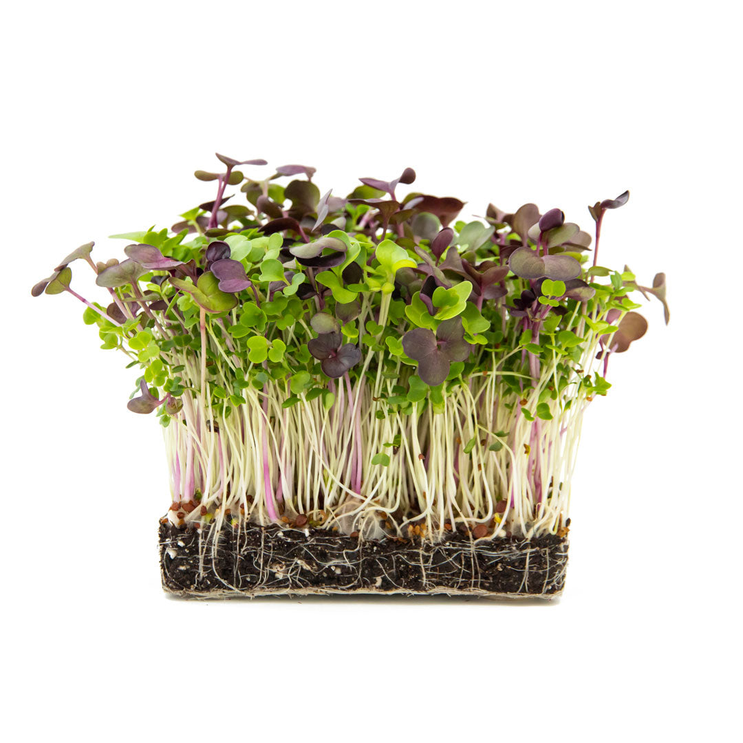Microgreens mit lila und grünen Blättern aus Erde wachsend