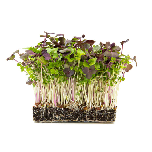 Microgreens mit lila und grünen Blättern aus Erde wachsend
