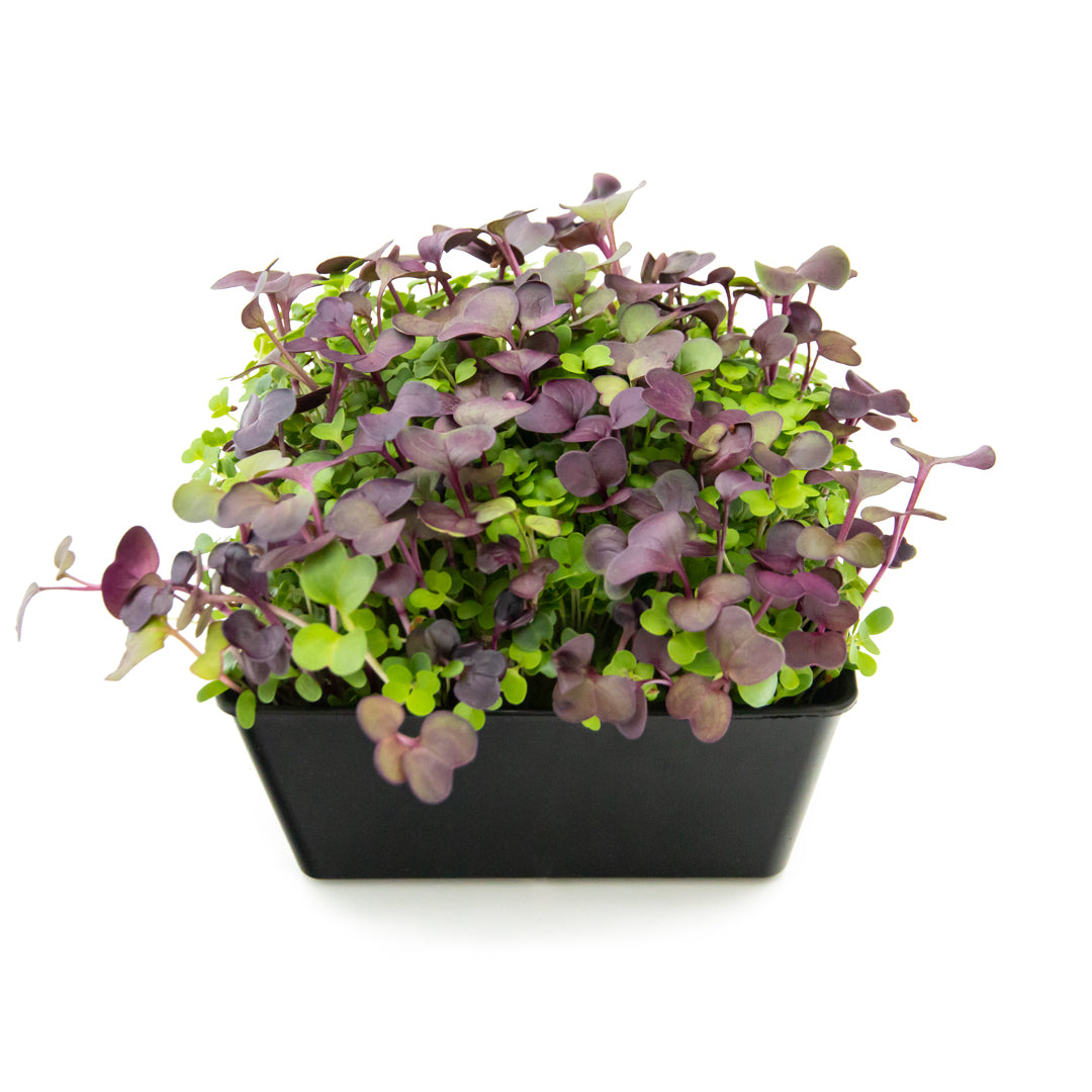 Microgreens "Vitamin-Mix"