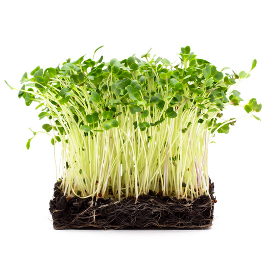 Grünkohl-Microgreens, in Erde angezogen