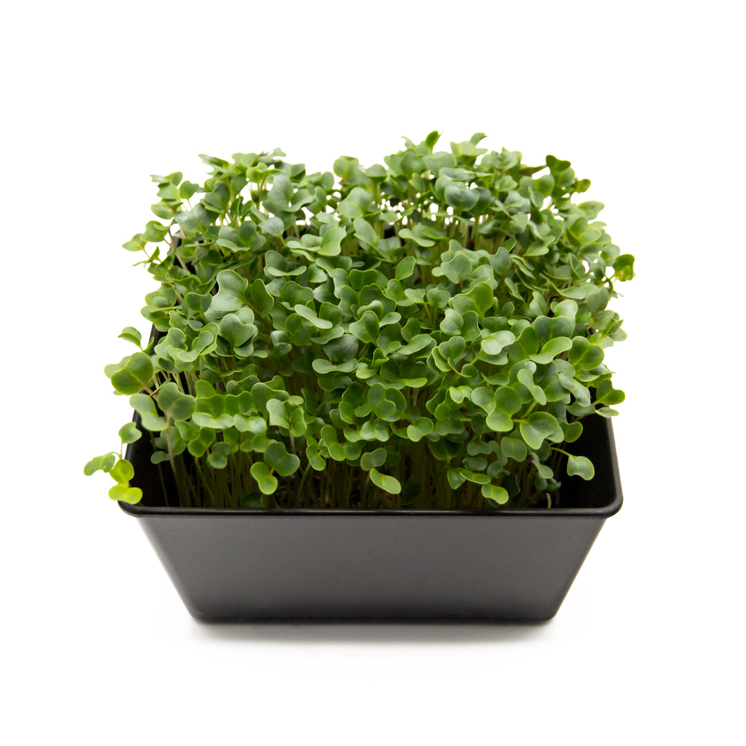 Microgreens Grümkohl in Schale