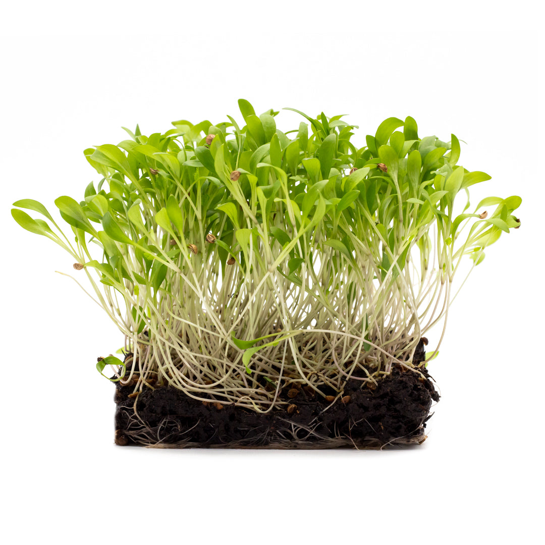 Koriander-Microgreens, in Erde angezogen