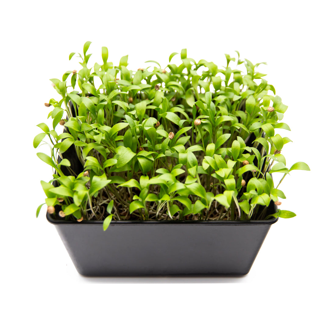 Koriander-Microgreens in Schale