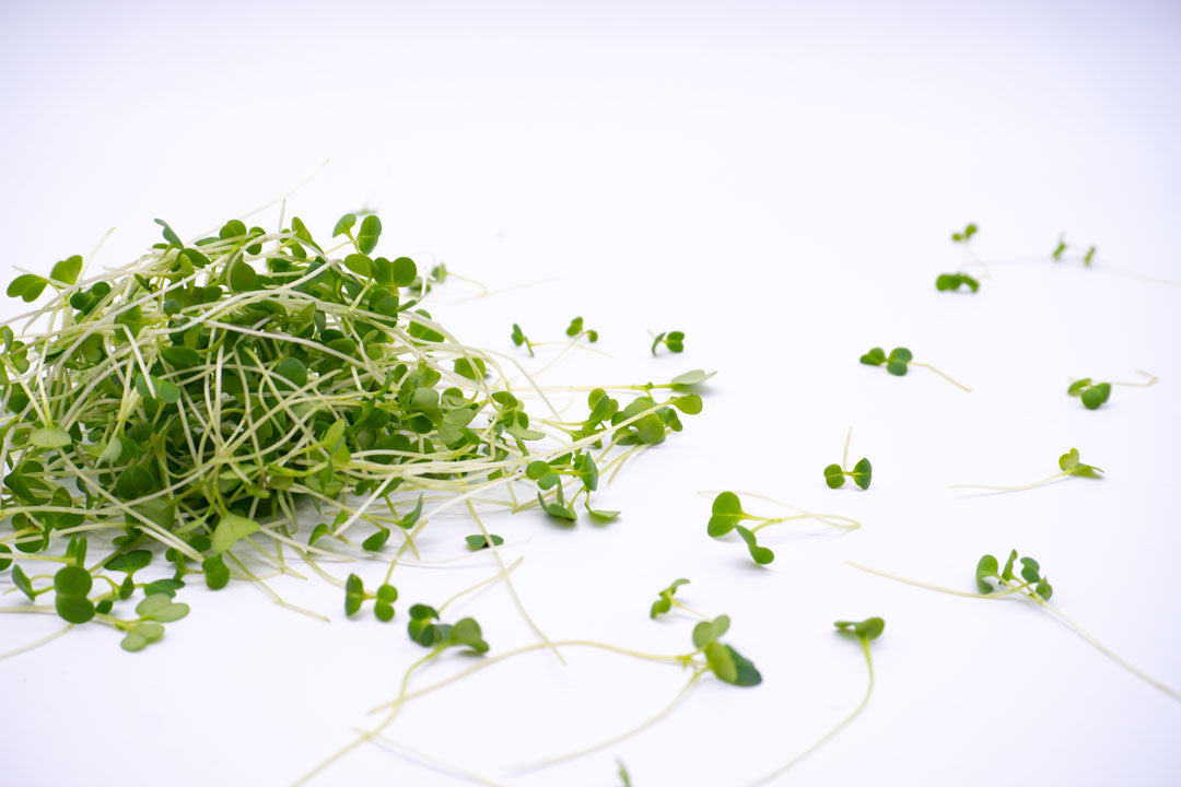 abgeschnittene Microgreens als Anhäufung auf weißem Untergrund