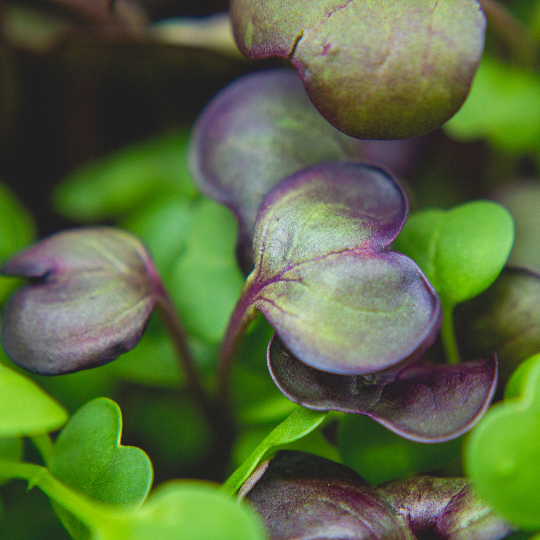 Detailaufnahme von Microgreens 