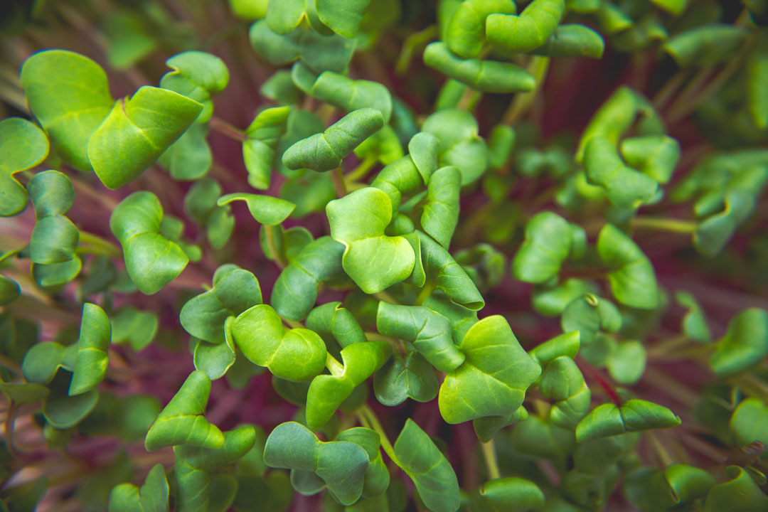 Radieschen-Microgreens im Detail