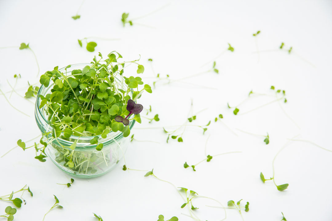 Microgreens in einem Glas