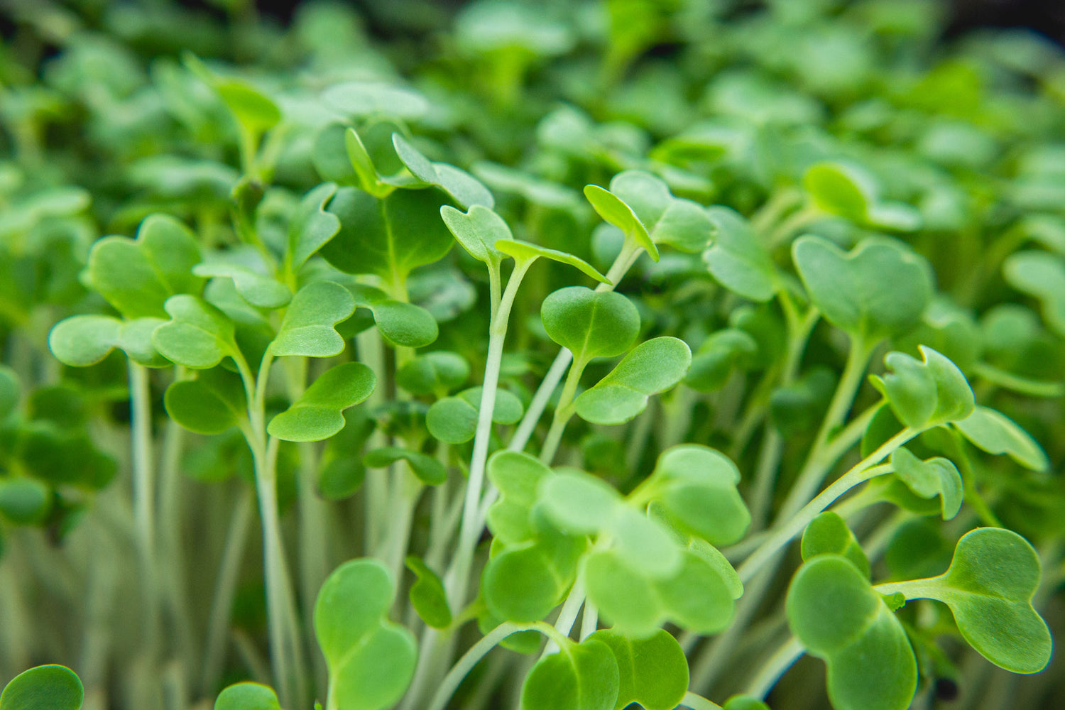 Microgreens in der Detailaufnahme