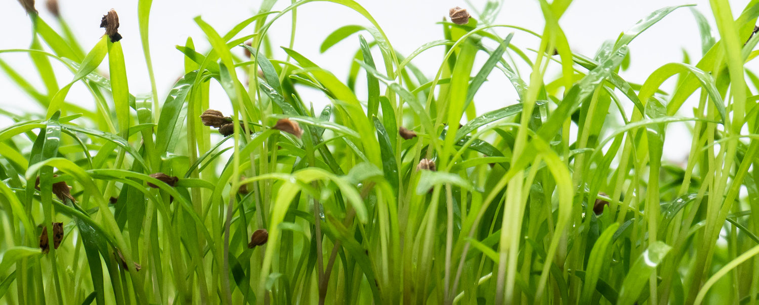 Microgreens als Macroaufnahme