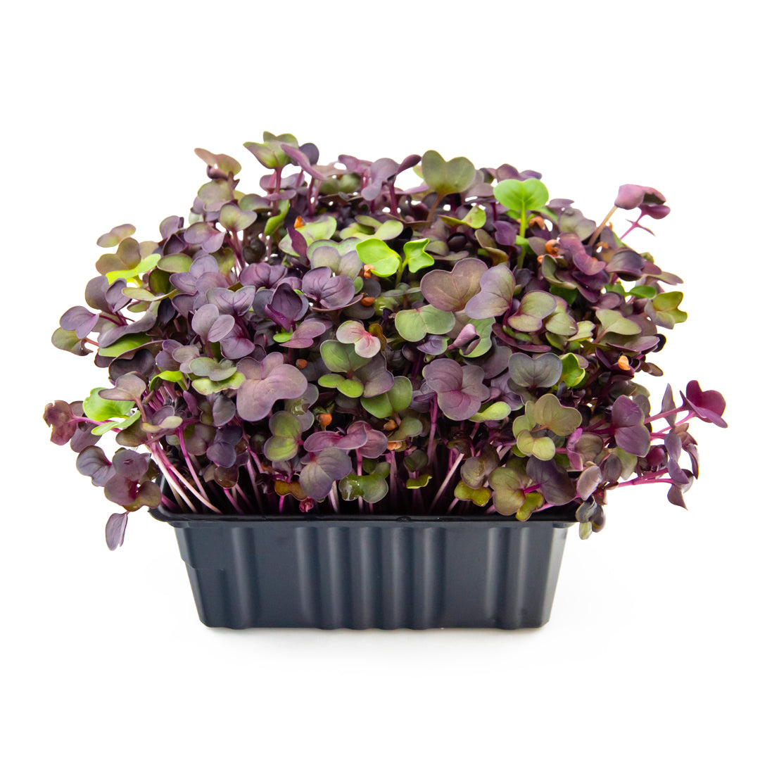 Radieschen-Microgreens in Schale