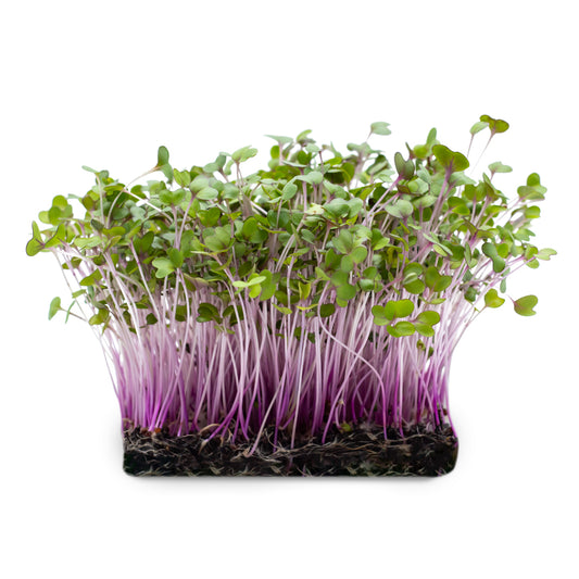 Rotkohl-Microgreens, in Erde angezogen