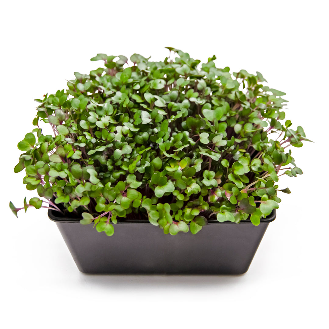 Microgreens Rotkohl in Schale