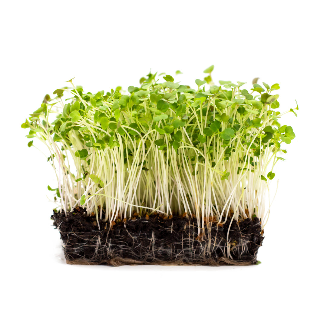 Rucola-Microgreens, in Erde angezogen