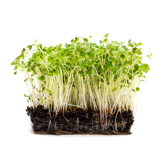 Rucola-Microgreens, in Erde angezogen