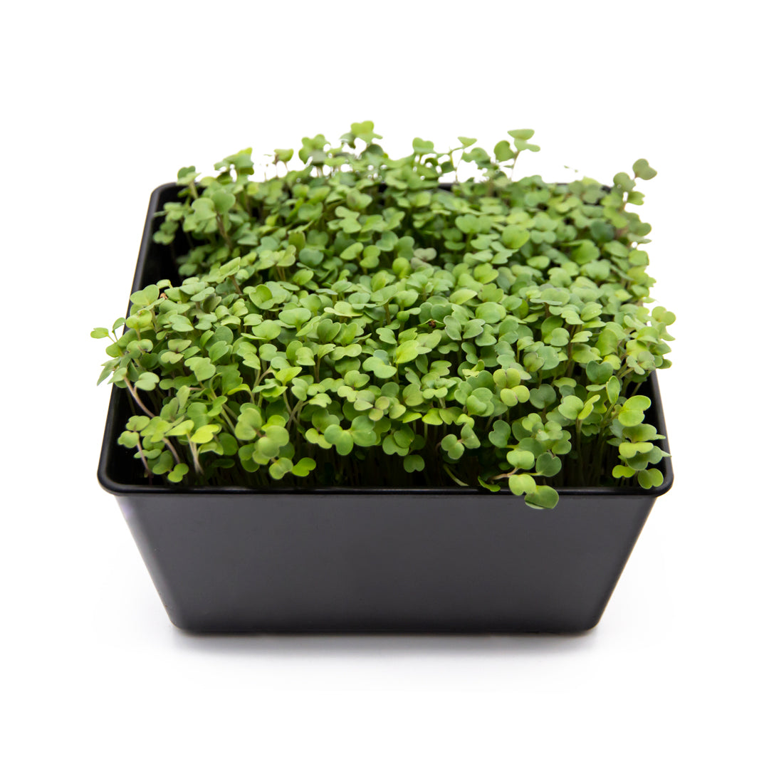 Rucola-Mircogreens in Schale