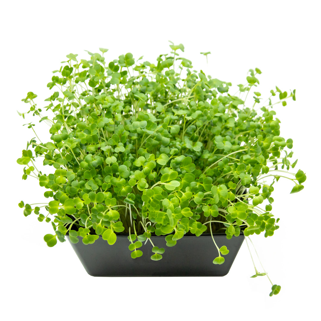 Microgreens Brokkoli in Schale