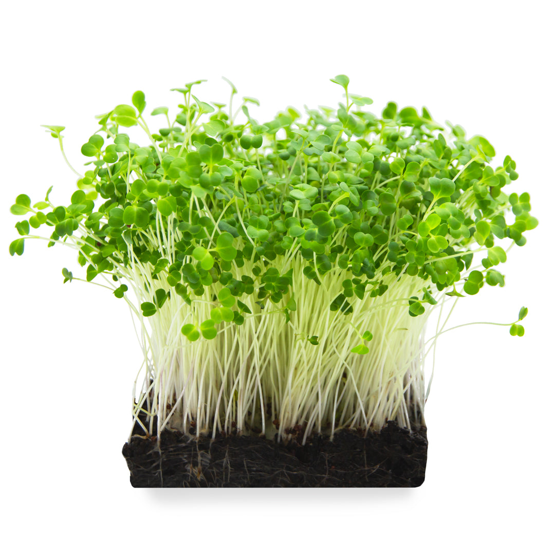 Microgreens Brokkoli
