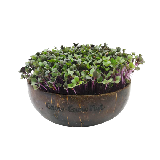 Nachfüller: Microgreen-Samen Asian Festival