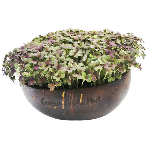 Nachfüller: Microgreen-Samen The Mikro Greens