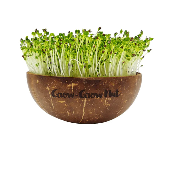 Nachfüller: Microgreen-Samen Asian Festival