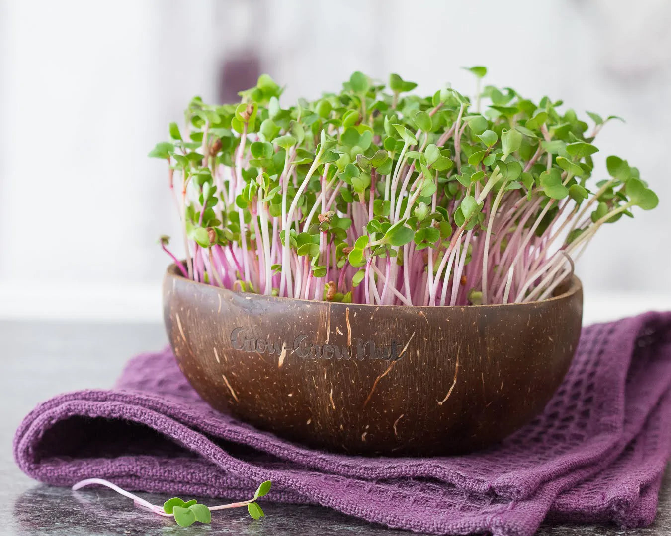 Microgreens in Kokosnussschale