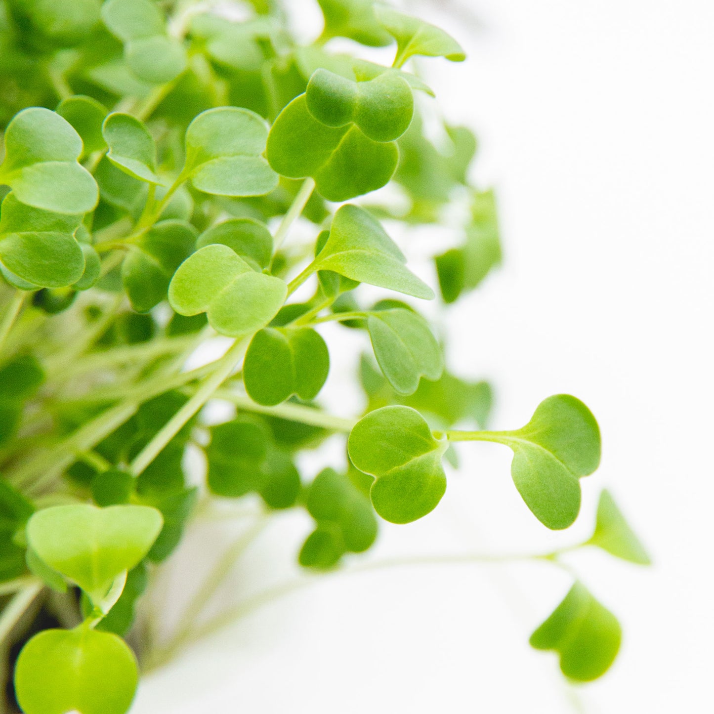 Microgreens Detailaufnahme grüne Blätter