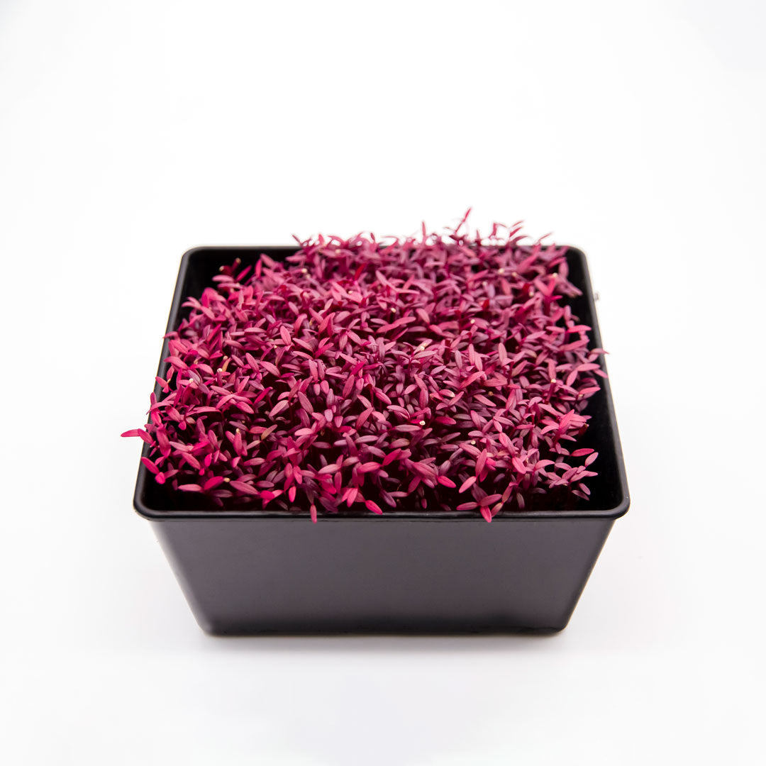 Microgreens Amarant in Schale