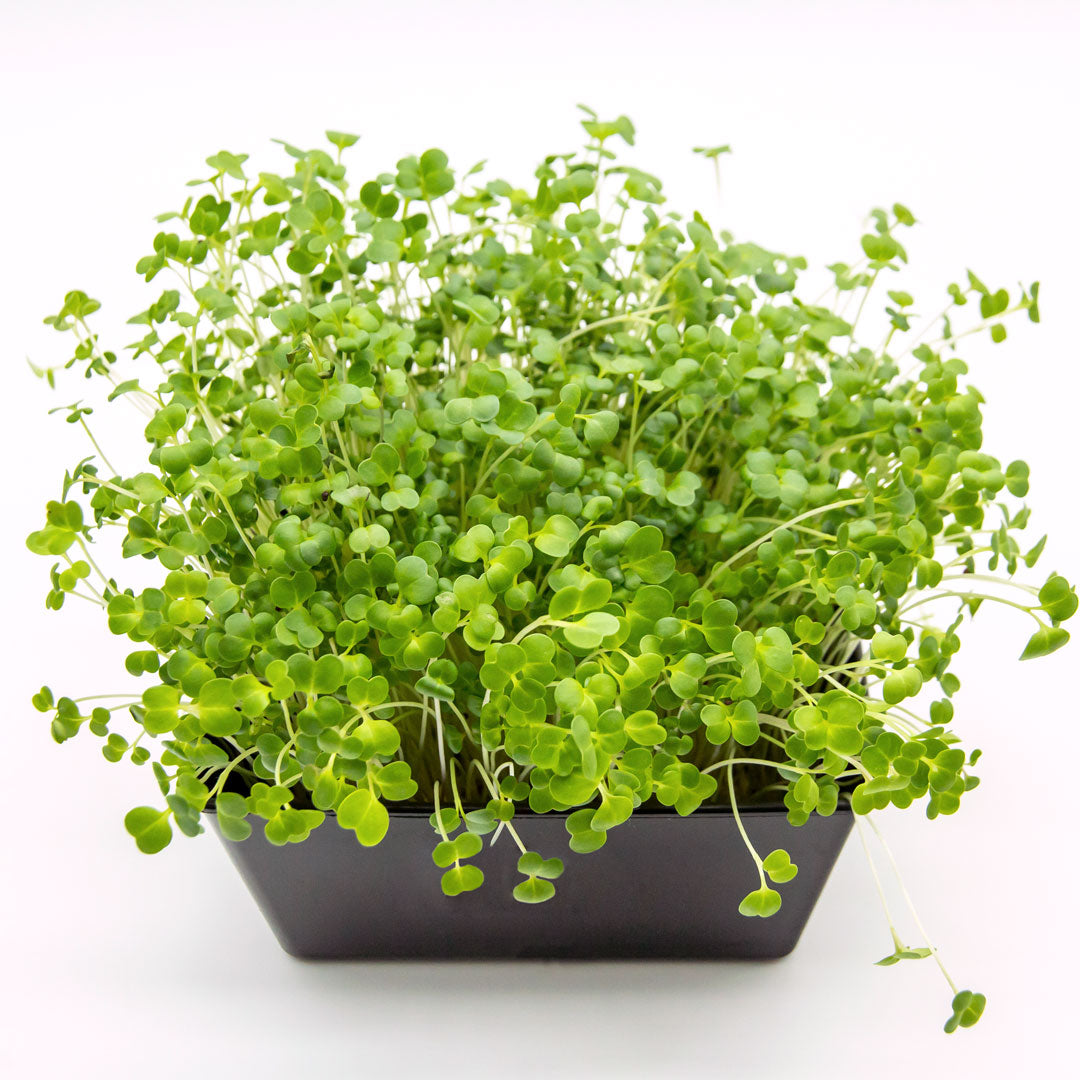 Microgreens Brokkoli in Schale