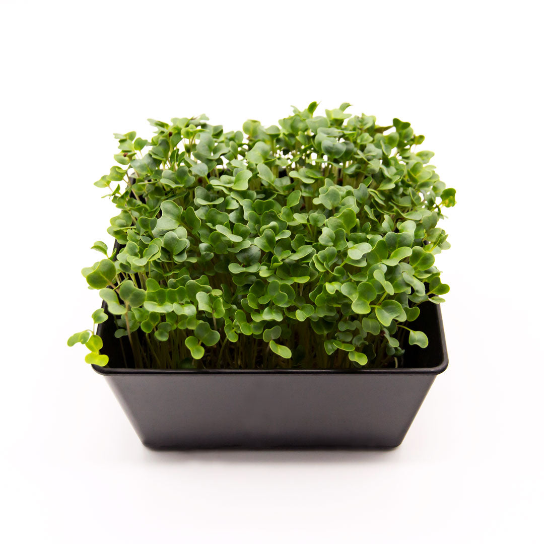 Microgreens Grünkohl in Schale