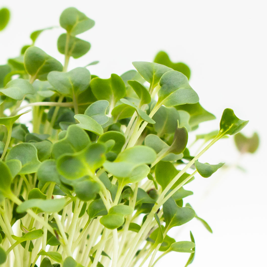 Microgreens Grünkohl Detailaufnahme der Blätter