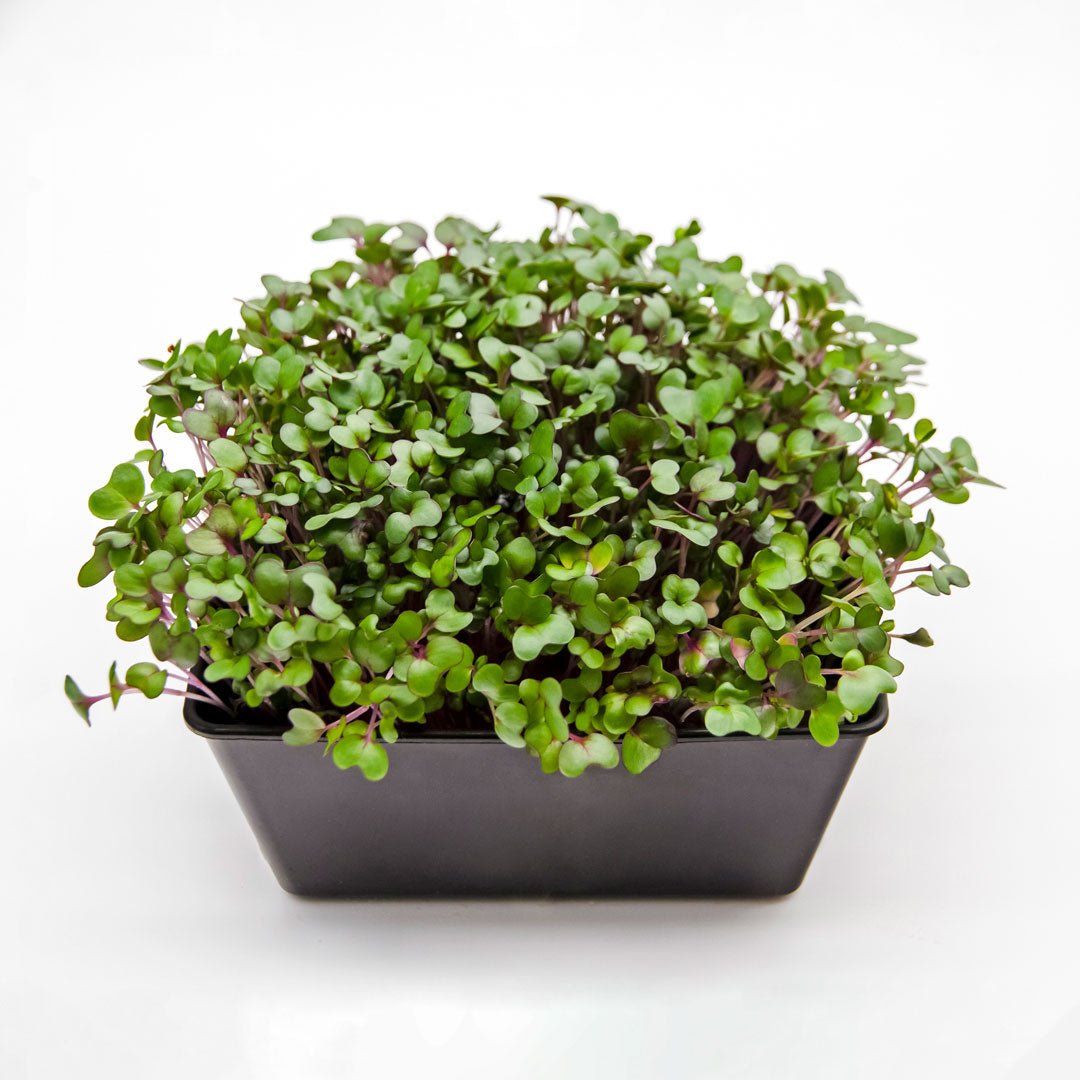 Microgreens Rotkohl in Schale