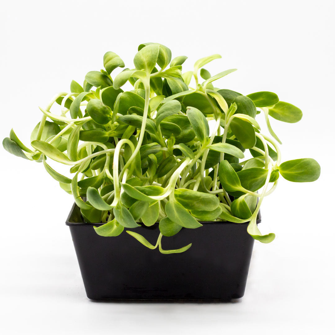 Microgreens Sonnenblume in Schale